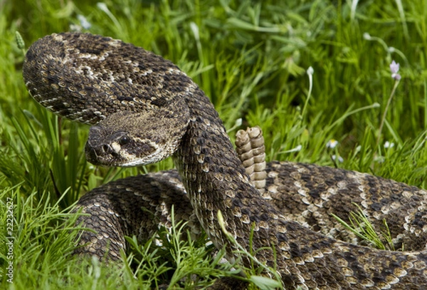 Obraz Eastern Diamondback Rattlesnake.