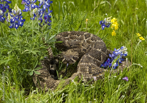Obraz Eastern Diamondback Rattlesnake.