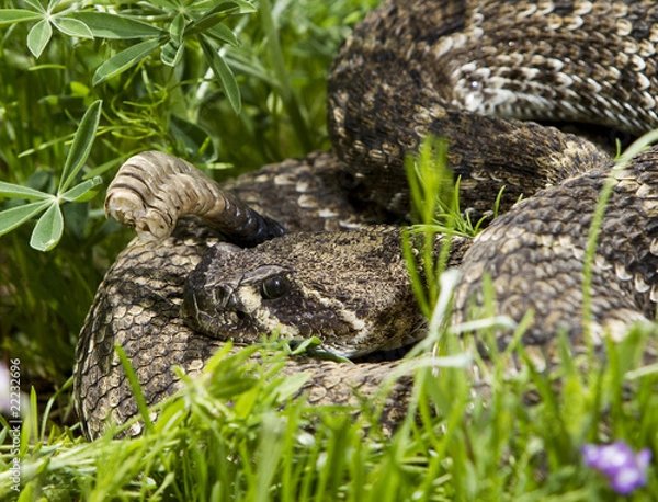 Obraz Eastern Diamondback Rattlesnake.