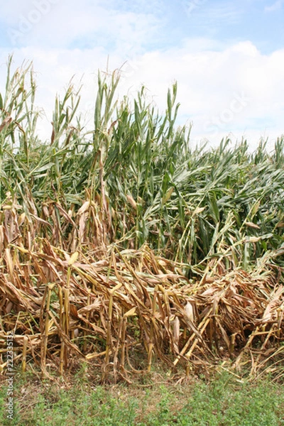 Fototapeta Corn field damaged by bad weather in summer. Storm on corn field 
