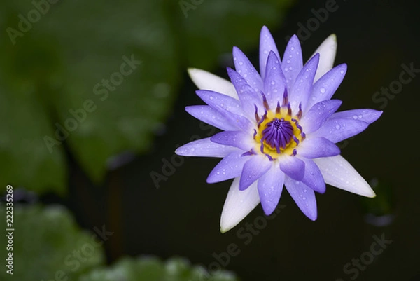 Fototapeta Purple lotus flower with bee close up