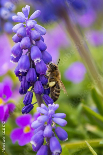 Obraz Biene an Blüte