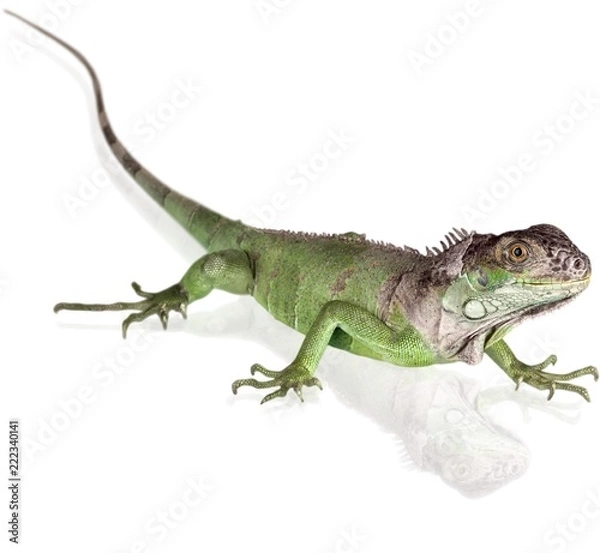 Fototapeta Green Iguana