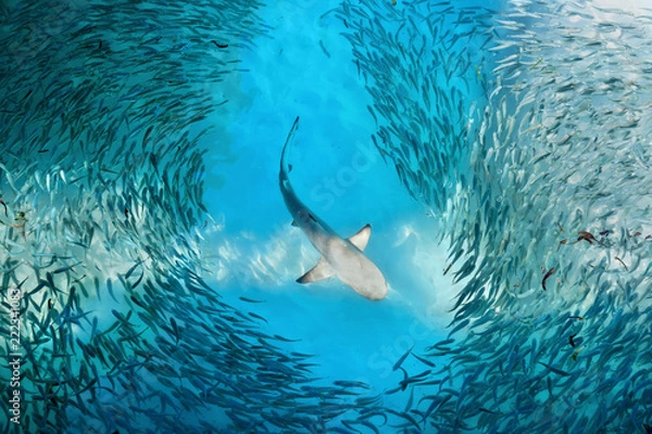 Fototapeta Rekin i małe ryby w oceanie