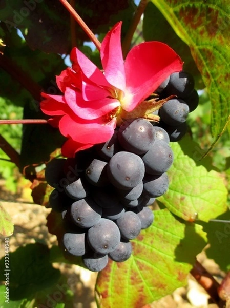 Fototapeta gros plan d'un raisin prêt à vendanger coiffé d'une rose