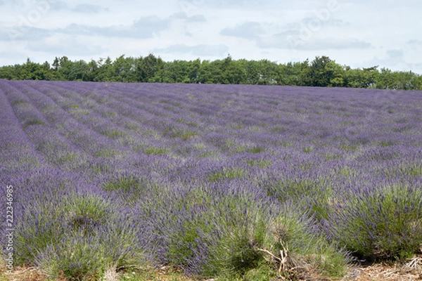 Obraz The lavender field before flowering.