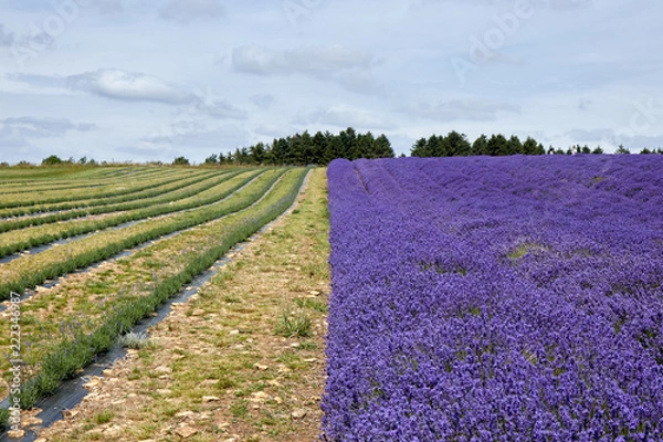 Obraz The lavender field before flowering.
