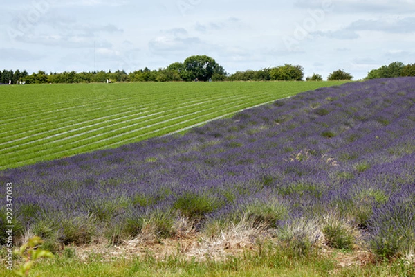 Obraz The lavender field before flowering.