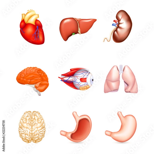 Fototapeta Human Internal Organs, vector