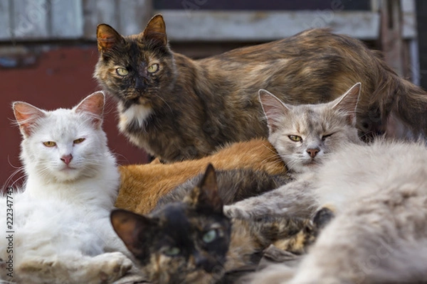 Fototapeta stado bezpańskich kotów leżących na ulicy