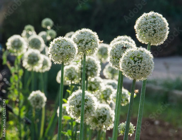 Obraz white garlic blossoms