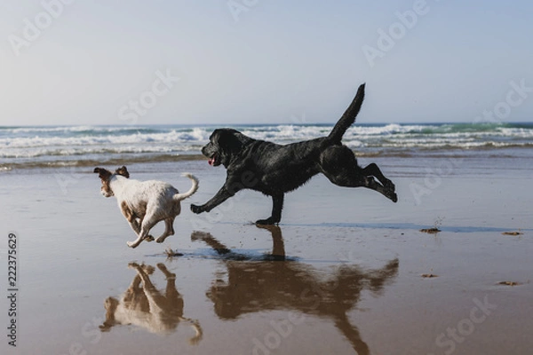 Obraz two happy dogs having fun at the beach. Running by the sea shore with reflection on the water at sunset. Cute small dog, black labrador. Summertime. Pets outdoors. LIfestyle. paw prints on sand