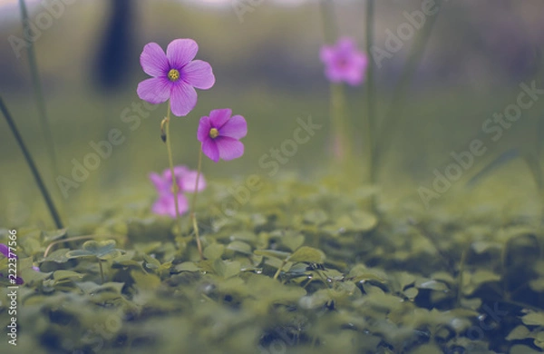 Obraz small wild flower
