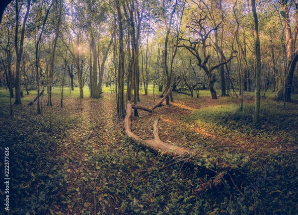 Obraz tree trunk in the forest
