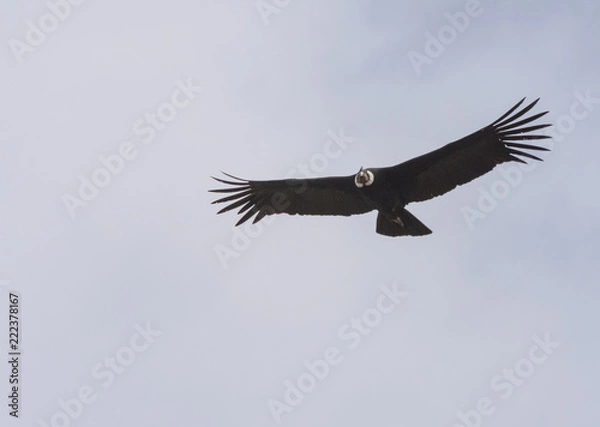 Obraz condor andino
