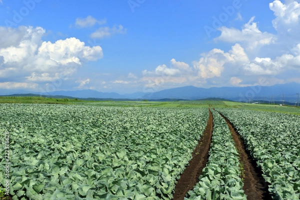 Obraz 嬬恋村のキャベツ畑