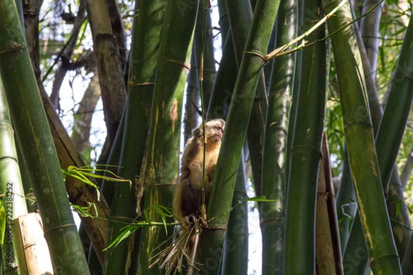 Fototapeta Monkey from Brazil