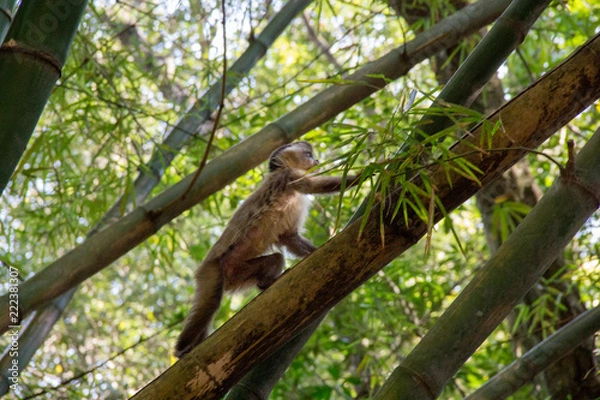 Fototapeta Monkey from Brazil