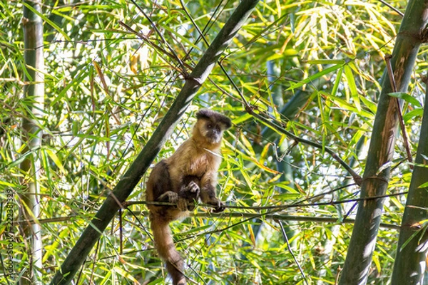 Fototapeta Monkey from Brazil
