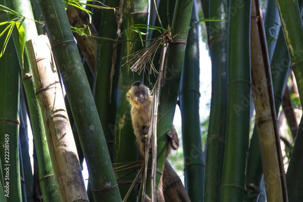 Fototapeta Monkey from Brazil