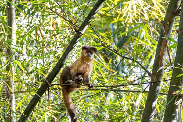 Fototapeta Monkey from Brazil