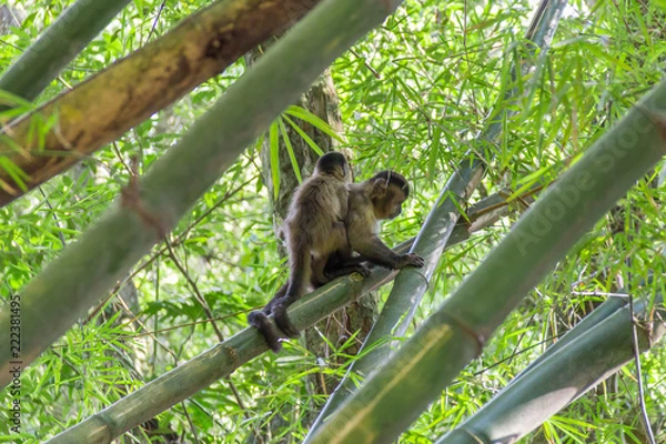 Fototapeta Monkey from Brazil