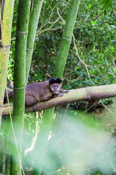Fototapeta Monkey from Brazil