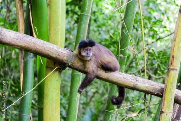 Fototapeta Monkey from Brazil