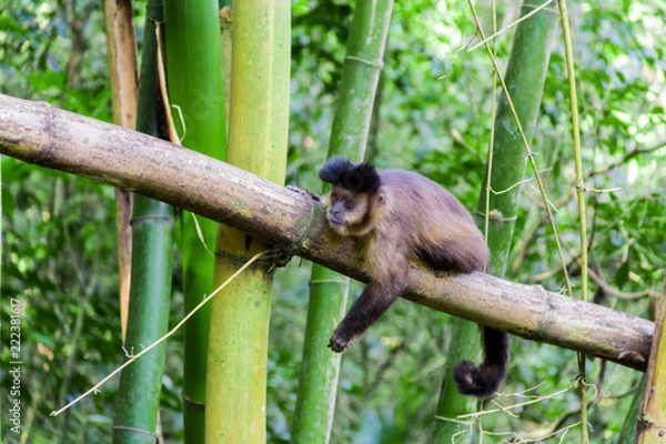 Fototapeta Monkey from Brazil