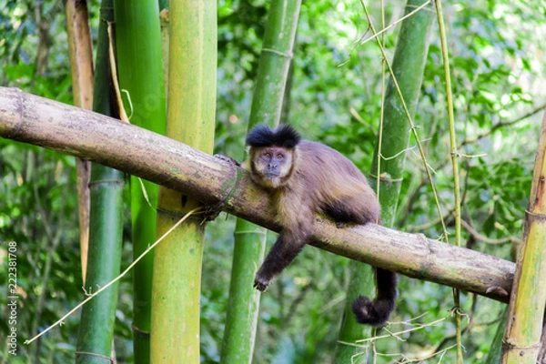 Fototapeta Monkey from Brazil