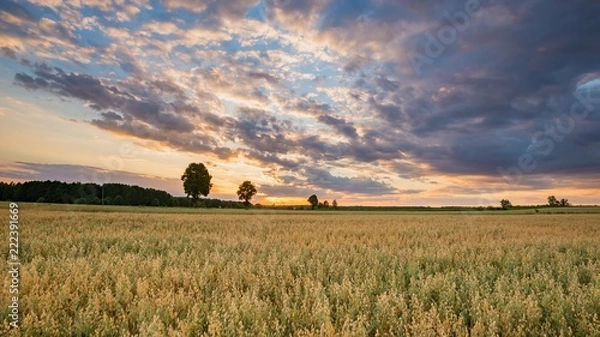 Obraz Beautiful summer sunset landscape with oat field