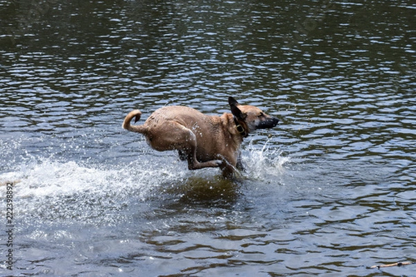 Obraz Puppy Water Play 4