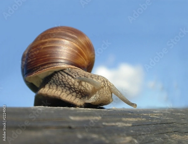 Fototapeta snail