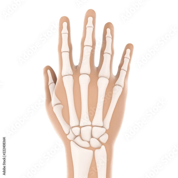 Obraz Human Hand Anatomy Illustration