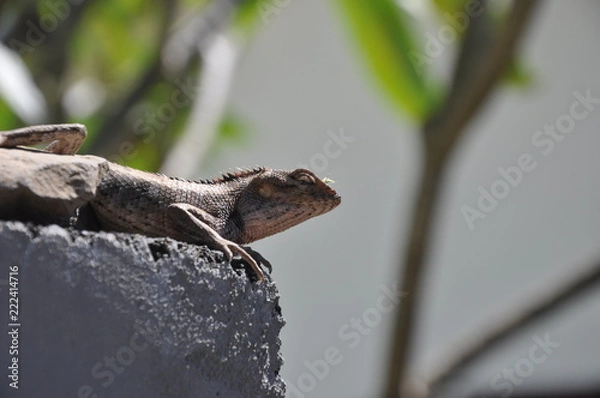 Obraz gros plan lézard
