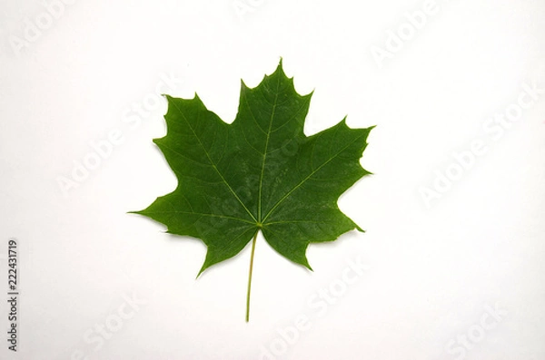 Obraz green maple leaf lies on a white background, top view