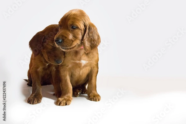 Obraz Hundebabys kuschelnd