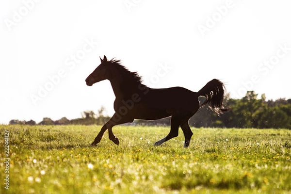 Obraz Pferd im Galopp