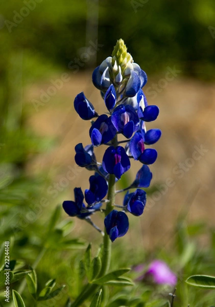 Obraz Blue Bonnets