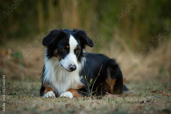 Obraz Bordercollie und ein Löwenzahn