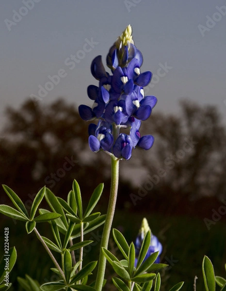 Obraz Blue Bonnets
