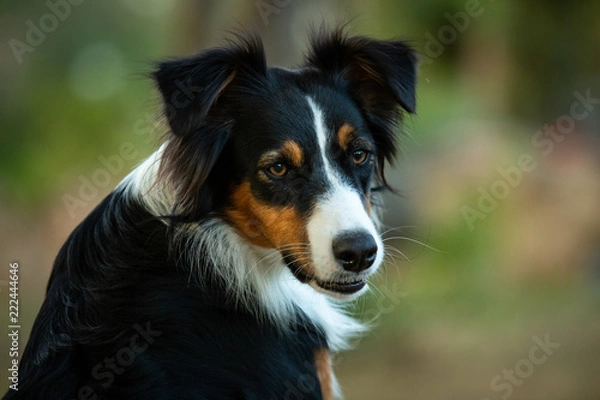 Fototapeta Portrait Bodercollie