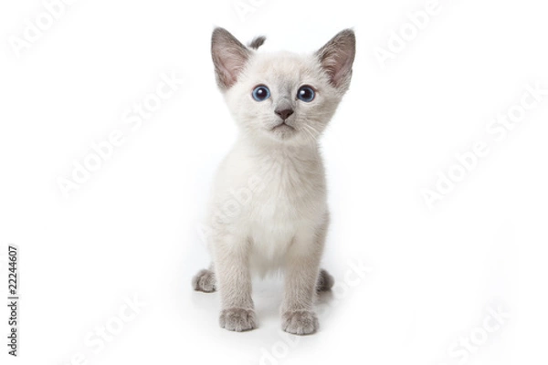 Fototapeta Little kitten on white background