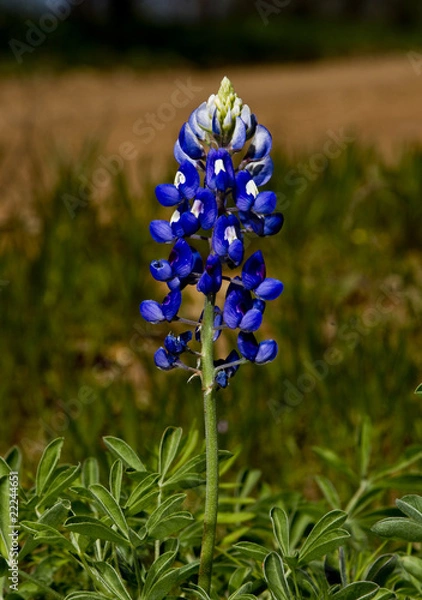 Obraz Blue Bonnets