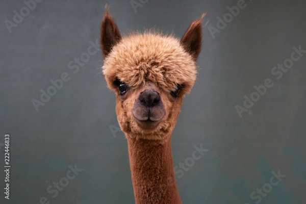 Obraz Jasnobrązowa alpaka