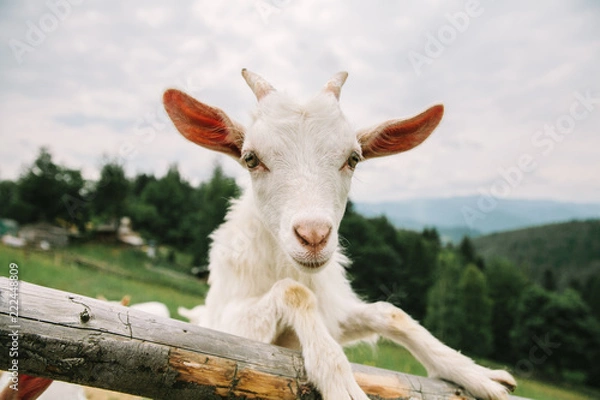 Fototapeta Portrait of a small cute white goat on a Carpathian cheese farm in the mountains