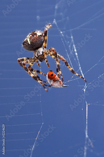 Obraz spider eating ladybird