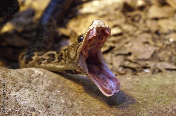 Obraz snake yawn