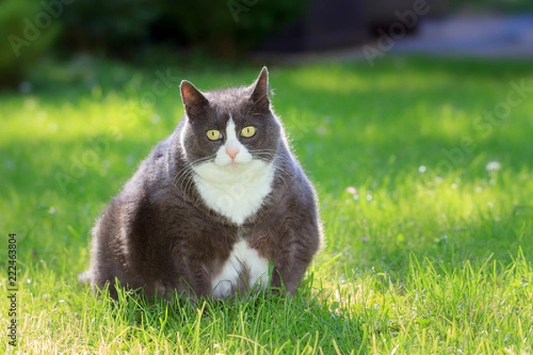 Fototapeta Slight obese, or fat, pussy cat outside in the sunny garden with fresh green grass in spring in the Netherlands