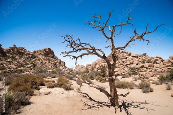 Fototapeta Joshua tree park, Hidden valley and its hidden treasures. 